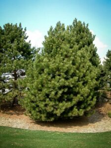 Сосна Чёрная (Pinus Nigra) купить по цене от 270.00р. в интернет-магазине «Посадика» с доставкой почтой в в Шлиссельбурге и по всей России – [изображение №1].