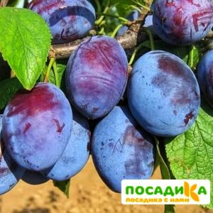 Слива Чачакская ранняя купить по цене от 229.00р. в интернет-магазине «Посадика» с доставкой почтой в в Шлиссельбурге и по всей России – [изображение №1].