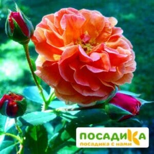 Роза Арабия купить по цене от 350.00р. в интернет-магазине «Посадика» с доставкой почтой в в Шлиссельбурге и по всей России – [изображение №1].