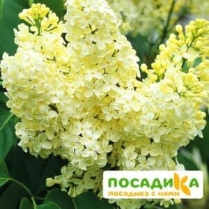 Сирень Примроуз (Primrose) купить по цене от 529.00р. в интернет-магазине «Посадика» с доставкой почтой в в Шлиссельбурге и по всей России – [изображение №1].