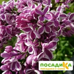 Сирень Сенсация купить по цене от 529.00р. в интернет-магазине «Посадика» с доставкой почтой в в Шлиссельбурге и по всей России – [изображение №1].