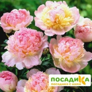 Пион Распберри Сандей (Paeonia Raspberry Sundae) купить по цене от 959р. в интернет-магазине «Посадика» с доставкой почтой в в Шлиссельбурге и по всей России – [изображение №1].