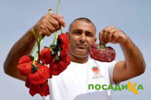 Клубника Гигант Джорнея купить по цене от 266р. в интернет-магазине «Посадика» с доставкой почтой в в Шлиссельбурге и по всей России – [изображение №1].