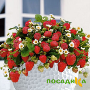 Клубника Рубиновый Шепот (горшечная) купить по цене от 240р. в интернет-магазине «Посадика» с доставкой почтой в в Шлиссельбурге и по всей России – [изображение №1].