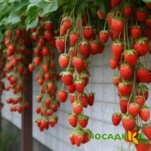 Клубника вьющаяся Комплимент купить по цене от 470р. в интернет-магазине «Посадика» с доставкой почтой в в Шлиссельбурге и по всей России – [изображение №1].