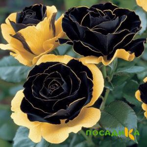 Роза Ханни Сикл купить по цене от 700р. в интернет-магазине «Посадика» с доставкой почтой в в Шлиссельбурге и по всей России – [изображение №1].