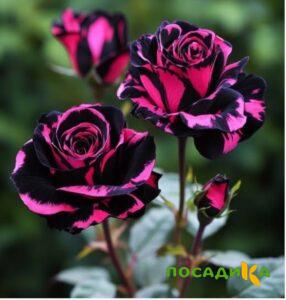 Роза Багровый Шепот купить по цене от 366р. в интернет-магазине «Посадика» с доставкой почтой в в Шлиссельбурге и по всей России – [изображение №1].