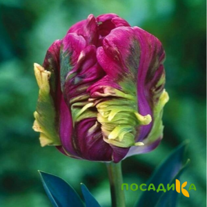 Тюльпан Экзотик Хэвен купить по цене от 186р. в интернет-магазине «Посадика» с доставкой почтой в в Шлиссельбурге и по всей России – [изображение №1].