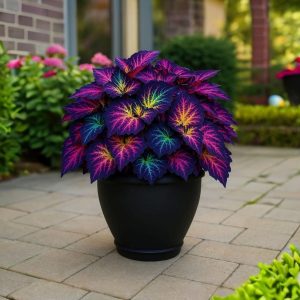 Хоста Фрости Блю купить по цене от 389р. в интернет-магазине «Посадика» с доставкой почтой в в Шлиссельбурге и по всей России – [изображение №1].